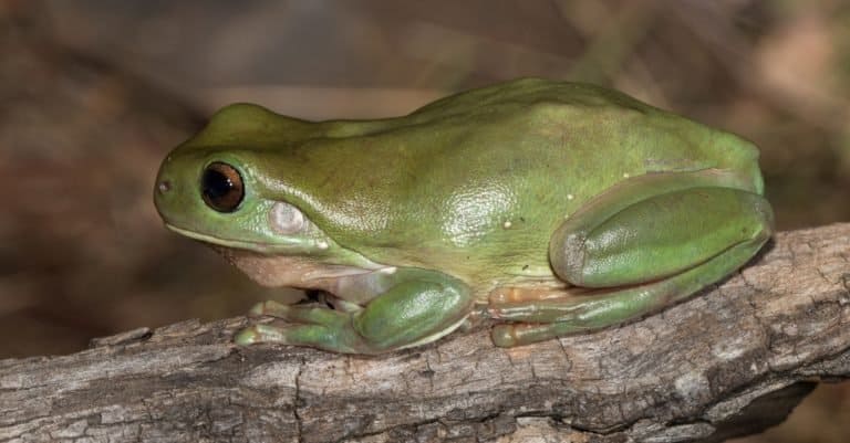 Green Tree Frog at rest on a branch