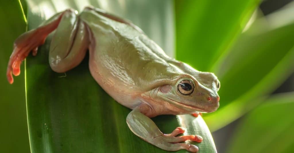 Australian green tree frog playing in the bush