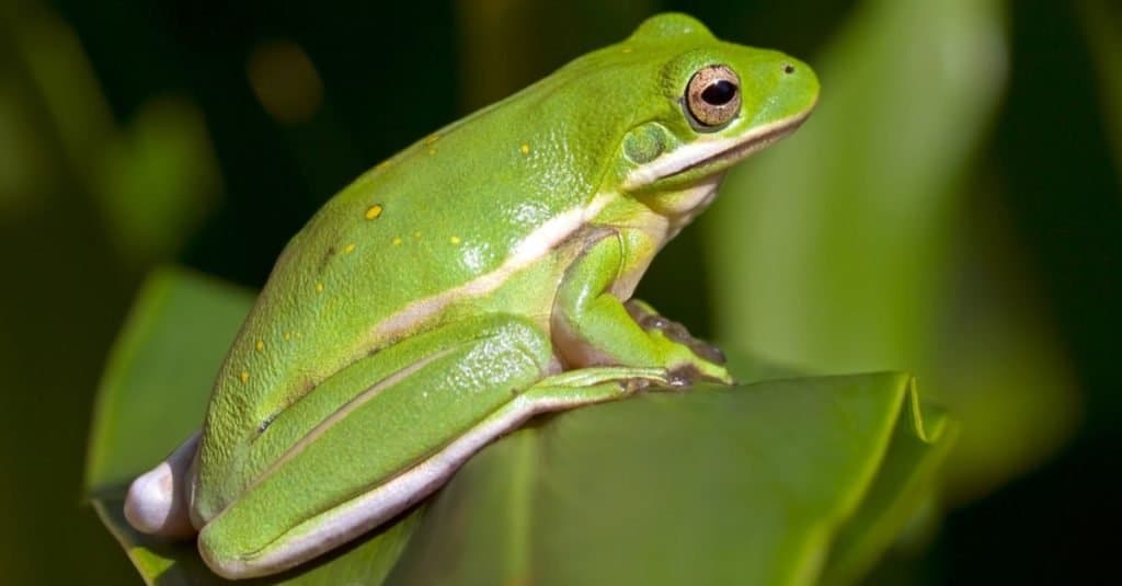 American Green Tree Frog sitting in a tree