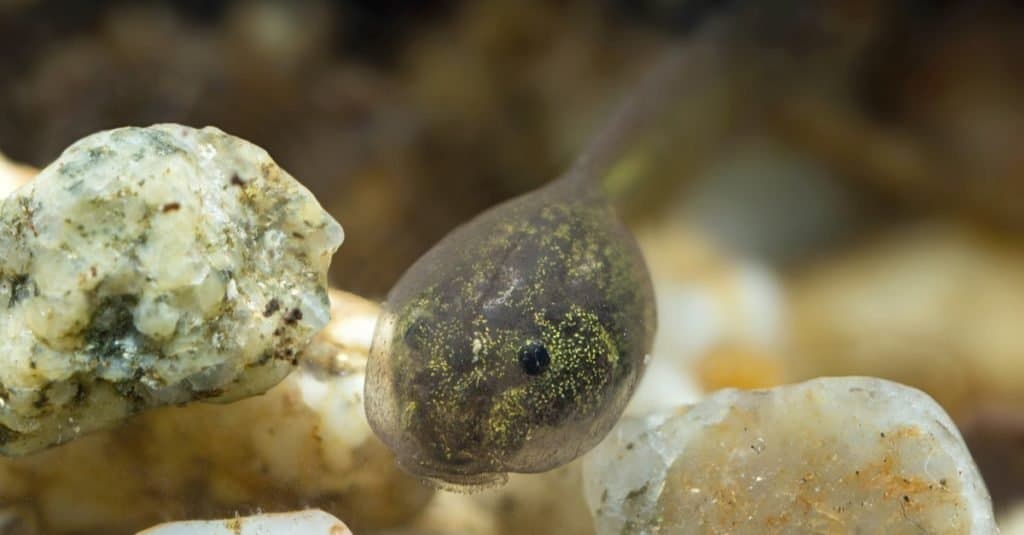 Green tree frog tadpole