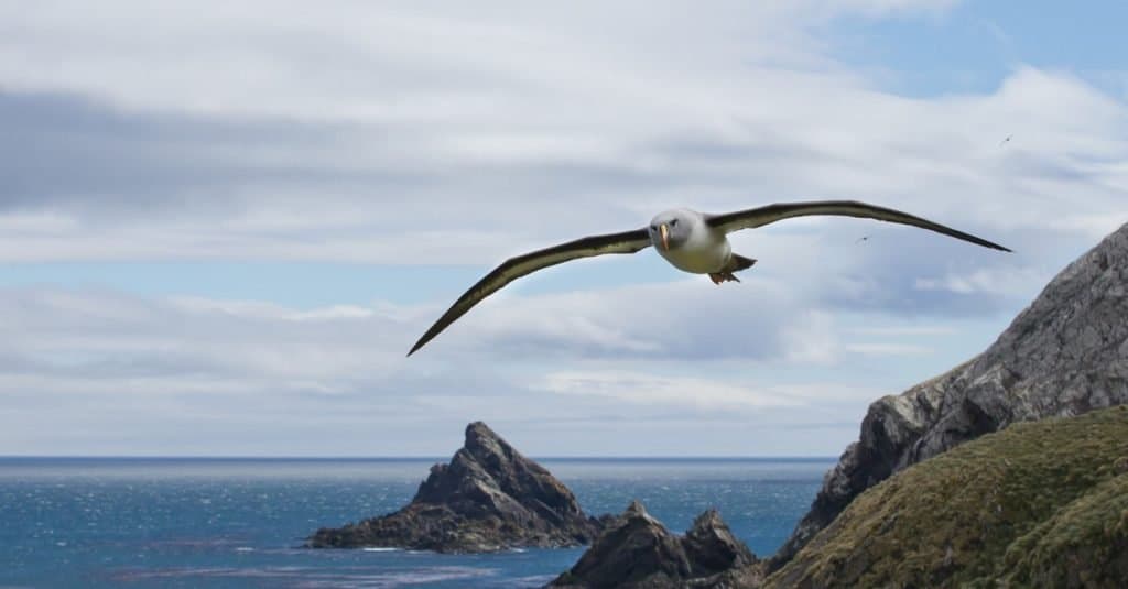 giant albatross wingspan