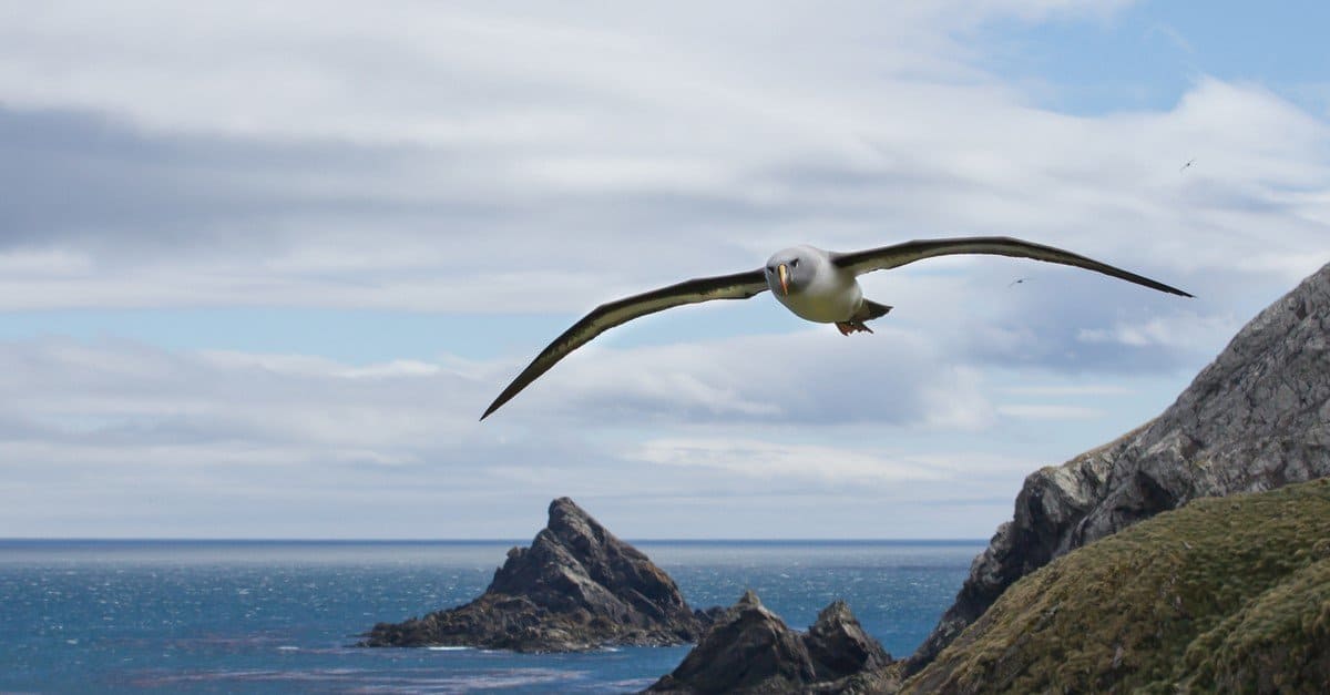Fastest Birds in the World: Grey-headed Albatross