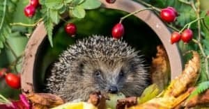 Are Hedgehogs Nocturnal Or Diurnal? Their Sleep Behavior Explained Picture