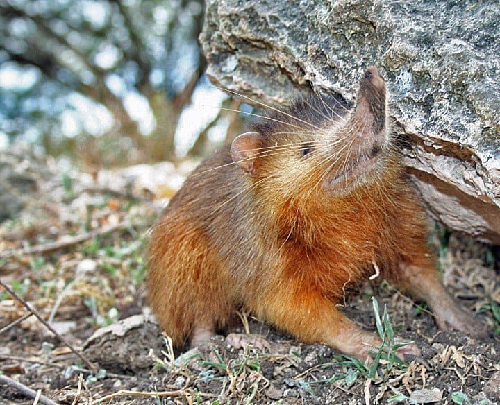 A Hispaniolan solenodon hiding near a rock on the ground.