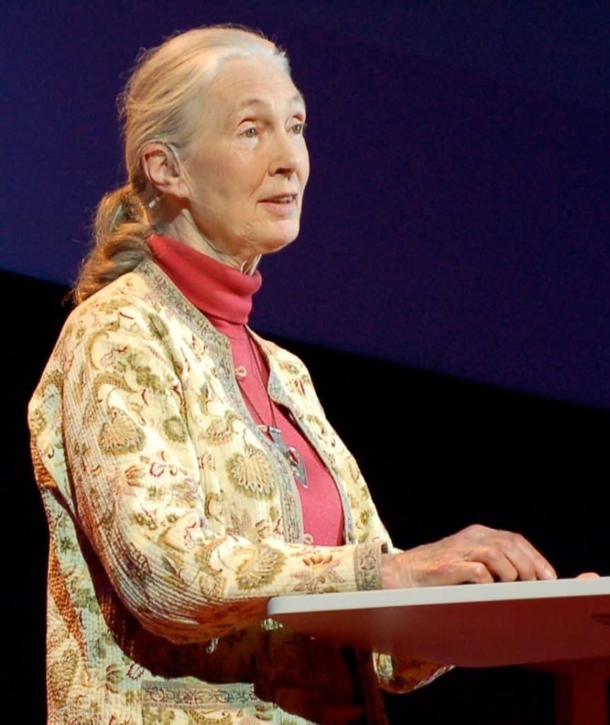 Famous Conservationists: Jane Goodall