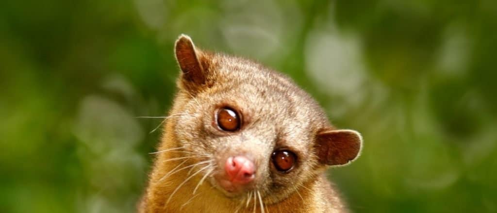 Kinkajou, Potos flavus, tropical animal in the nature forest habitat