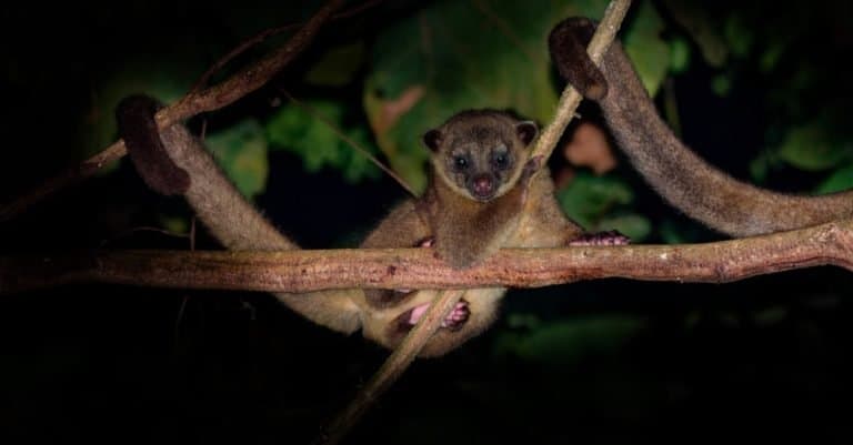 Kinkajou - Potos flavus, rainforest mammal hanging from a branch.