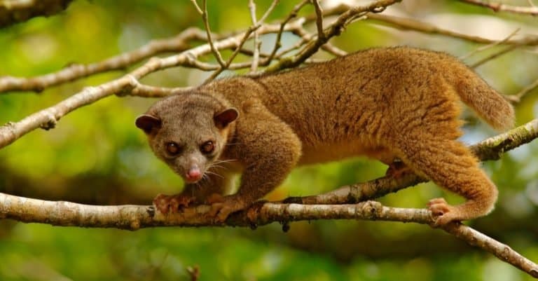 Kinkajou, Potos flavus, tropical animal in the nature forest habitat.