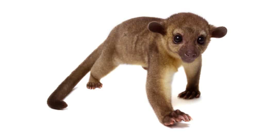 Kinkajou, Potos flavus, tropical animal isolated on white background