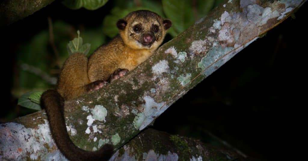 Kinkajou - Potos flavus, rainforest mammal sitting in a tree.