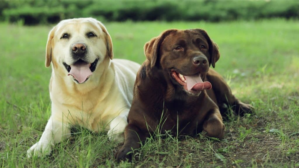 A brown lab and a yellow lab laying in the grass with their tongues out.