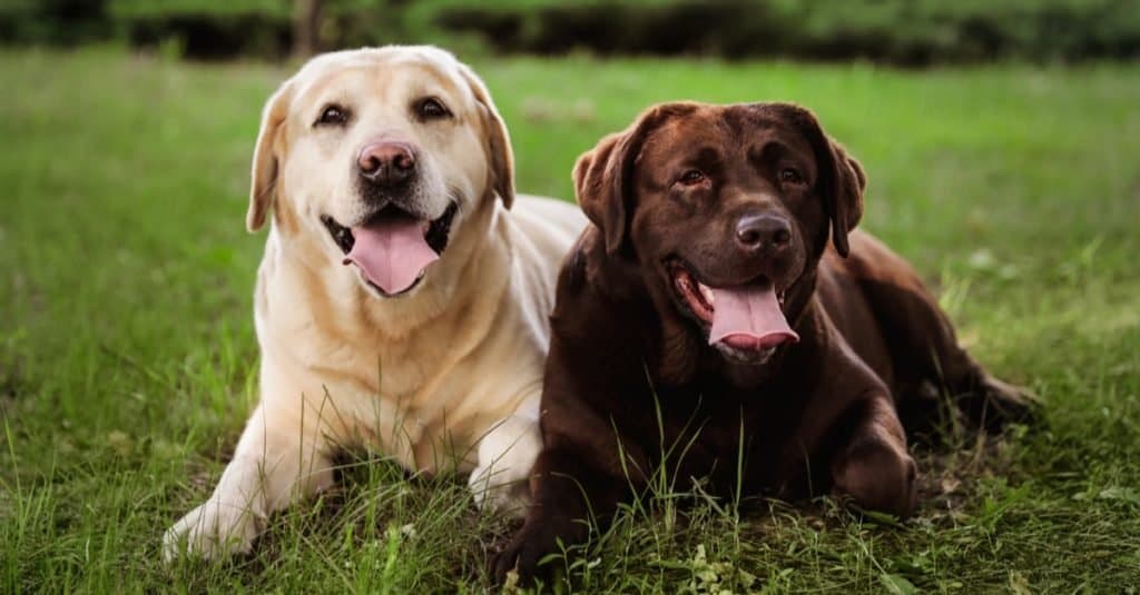 Cute Labrador Retriever dogs on green grass in summer park