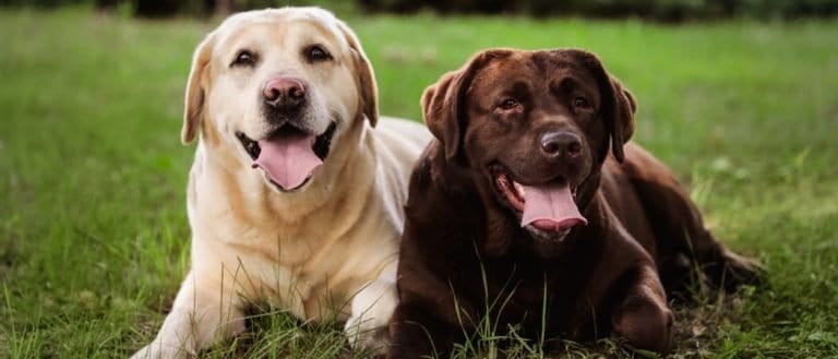 Cute Labrador Retriever dogs on green grass in summer park