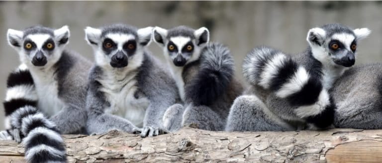 Animals in Madagascar