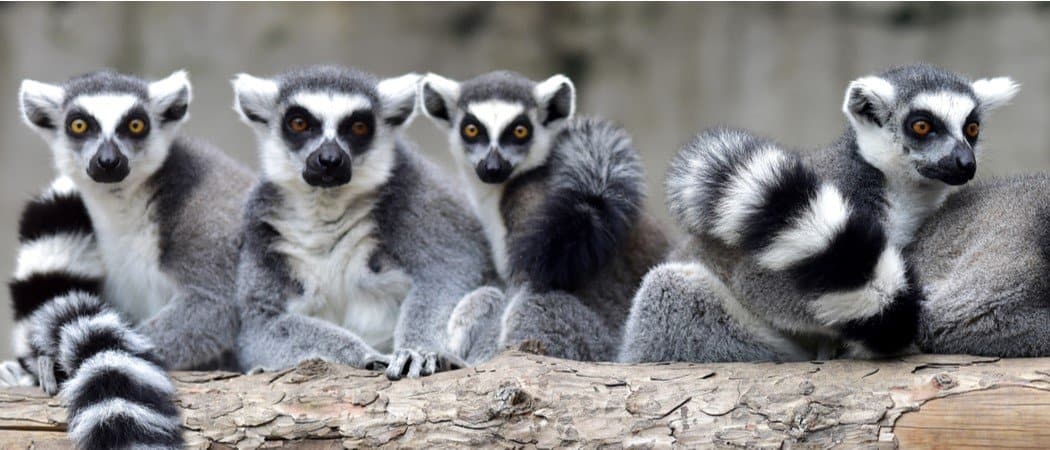 Wildlife in Madagascar - Types of Malagasy Animals - AZ Animals