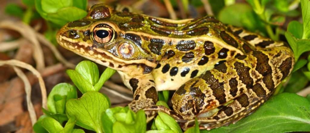 Northern Leopard Frog (Rana pipiens) at Lib Conservation Area in northern Illinois