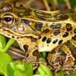 Northern Leopard Frog
