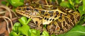 Leopard Frog photo