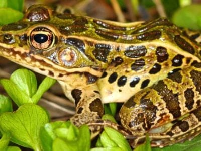A Leopard Frog