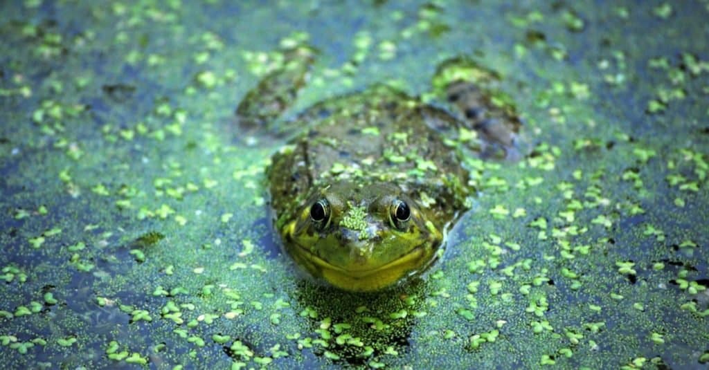 Northern Leopard Frog in a pond