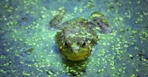 Can Frogs Breathe Underwater? Picture