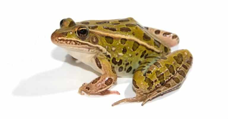 Leopard Frog isolated on white background