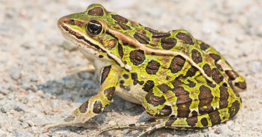 A Northern Leopard Frog is sitting on a gravel path basking in the sun.