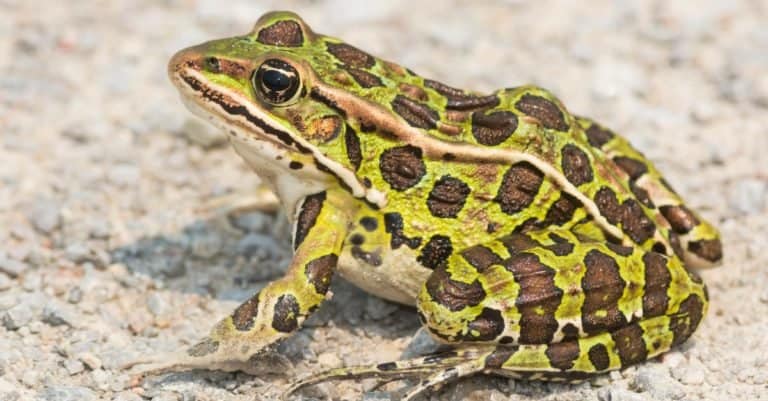 A Northern Leopard Frog is sitting on a gravel path basking in the sun.