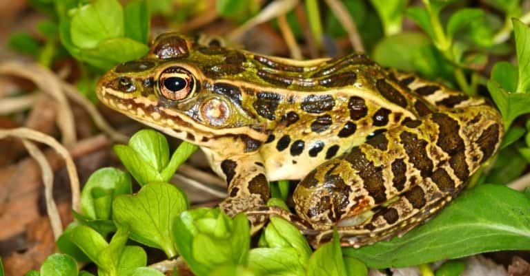Northern Leopard Frog at Lib Conservation Area in northern Illinois