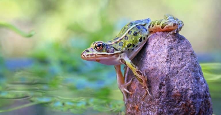 Leopard Frog on the rock