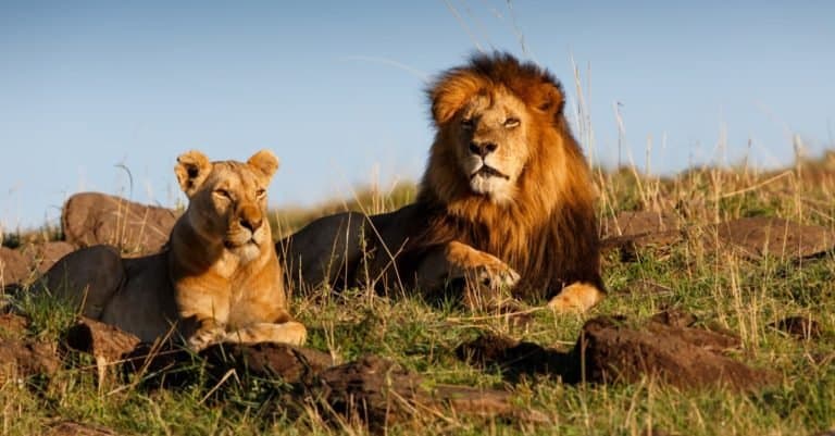 Safari Animals You MUST See: Lion