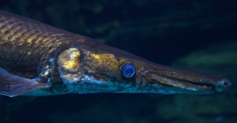 High-detail close-up of longnose gar head with bright blue eyes and long nose