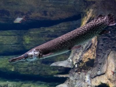 Longnose Gar Fish Facts | Lepisosteus osseus - AZ Animals