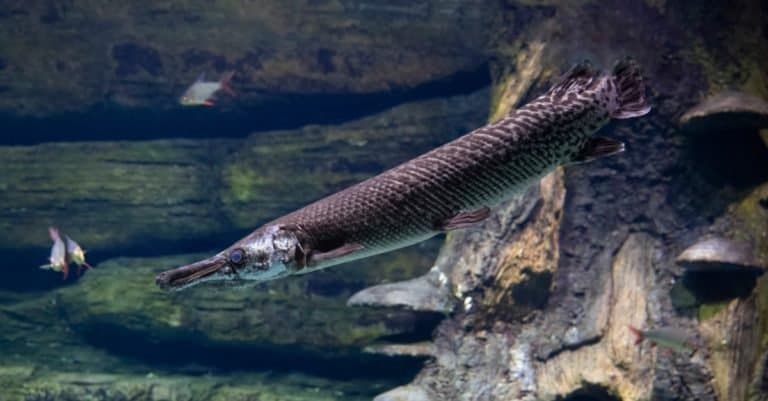 Close-up of longnose gar with bright blue eyes and long nose