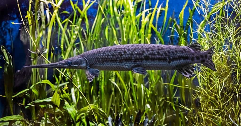 Portrait of longnose gar swimming among seaweed.