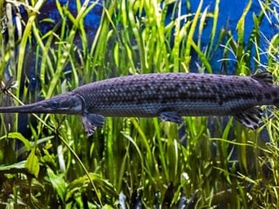 Longnose Gar Fish Facts | Lepisosteus osseus - AZ Animals