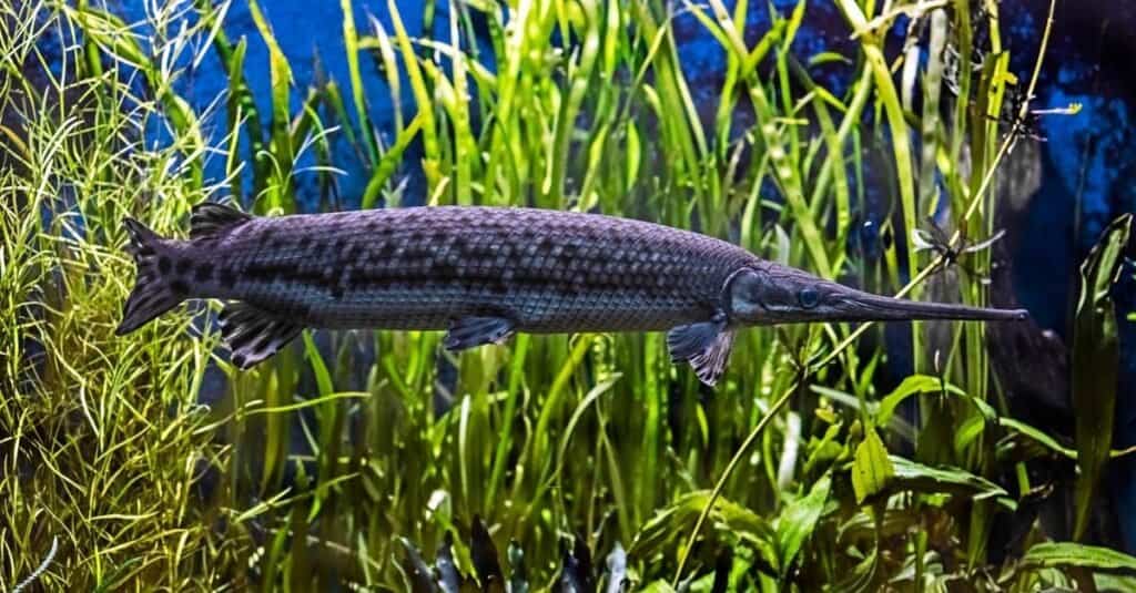 Portrait of longnose gar swimming among seaweed.