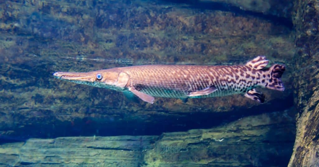 Lépisosté à long nez, l'un des plus vieux poissons de notre planète