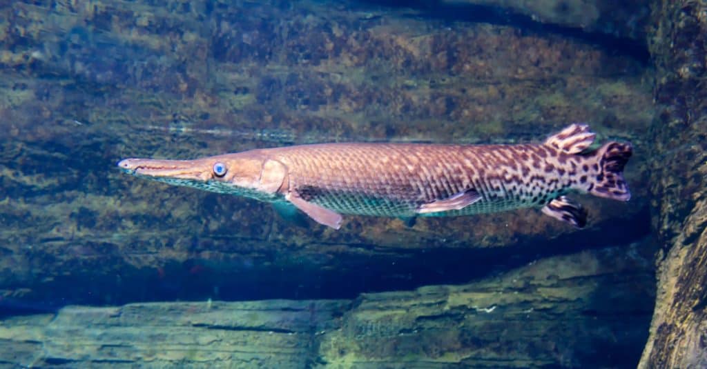 Close-up photo of a long nose gar. 