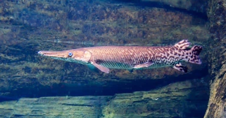Longnose Gar, one of the oldest fish of our planet