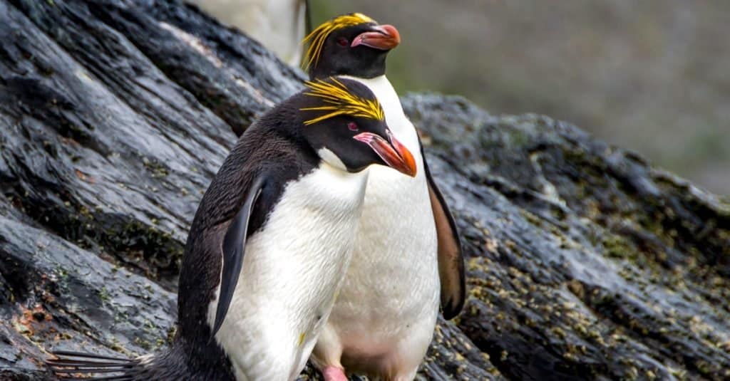 Animal que se aparea de por vida: pingüino macaroni