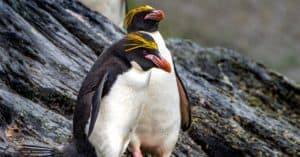 10 Incredible Macaroni Penguin Facts Picture