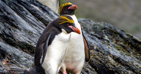 10 Fascinating Facts About Macaroni Penguins - A-Z Animals