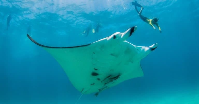 Biggest Fish in the World: Giant Oceanic Manta Ray