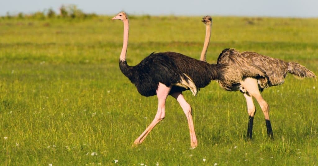 Safari Animals You MUST See: Masai Ostrich