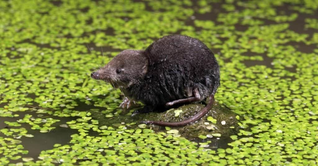A Mediterranean water shrew standing on the top of a rock in a body of water.