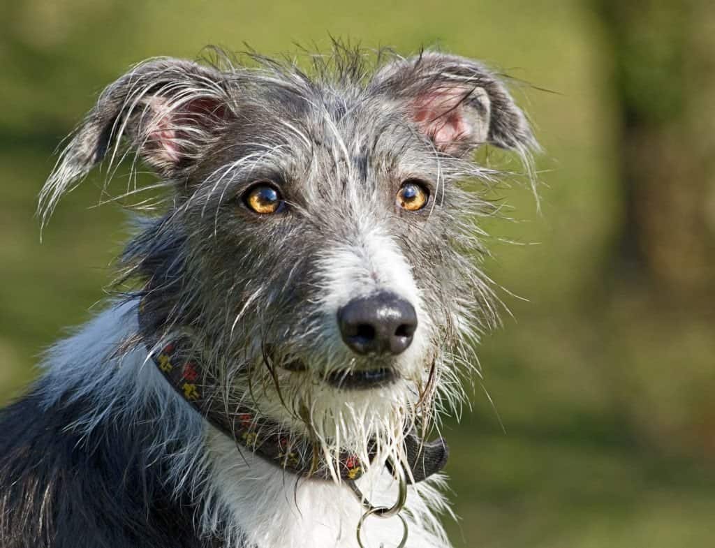 A close up of a grey and white mixed breed dog.