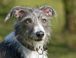 best dog breeds - Mongrel dog