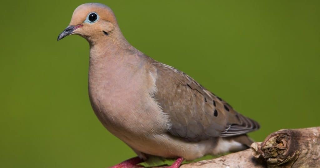 A Mourning Dove is a prime target for hunters in the Caney Creek WMA.