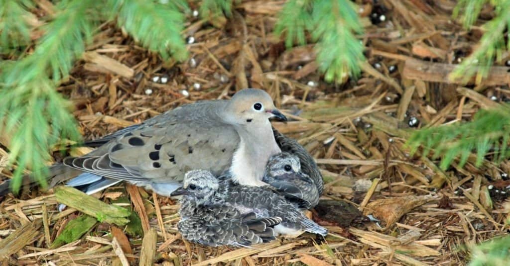 Mourning dove with babies in the nest